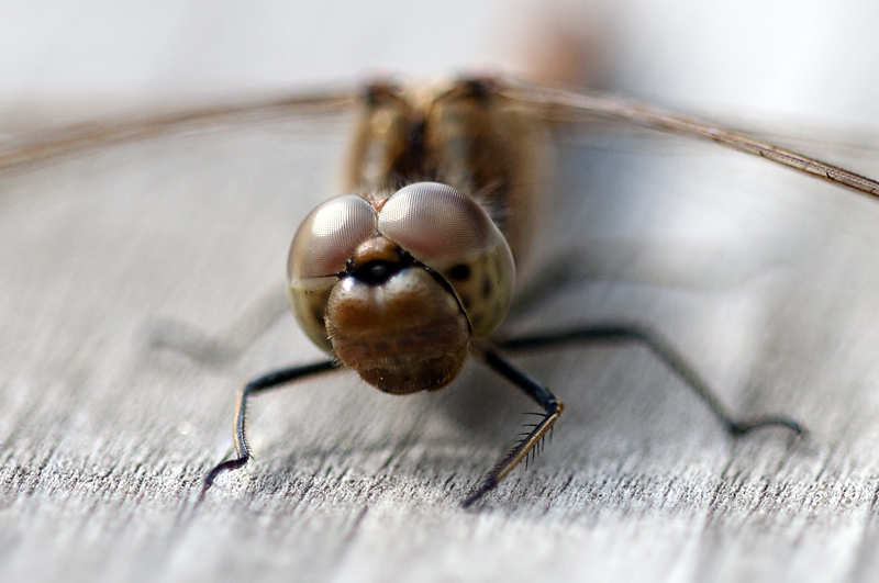 Korento11 800px.jpg